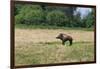 Boar/Hog Willow Sculpture in Meadow-null-Framed Photographic Print