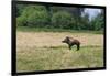 Boar/Hog Willow Sculpture in Meadow-null-Framed Photographic Print