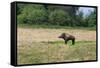 Boar/Hog Willow Sculpture in Meadow-null-Framed Stretched Canvas