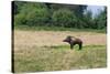 Boar/Hog Willow Sculpture in Meadow-null-Stretched Canvas