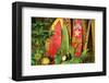 Board in Maui-null-Framed Art Print