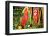 Board in Maui-null-Framed Art Print