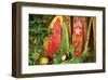 Board in Maui-null-Framed Art Print