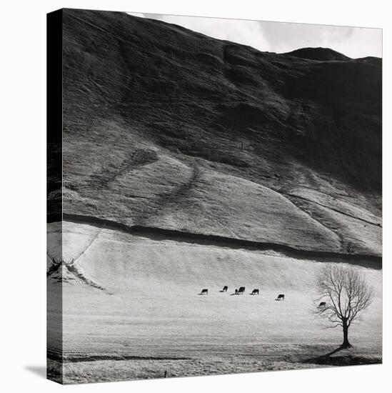 Boardale, Cumbria 1982-Fay Godwin-Stretched Canvas