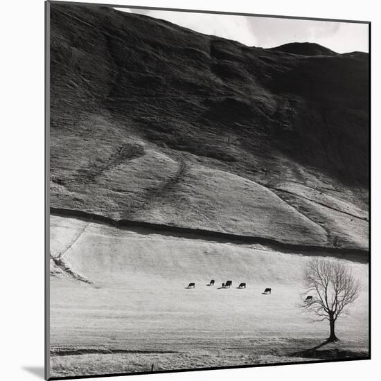 Boardale, Cumbria 1982-Fay Godwin-Mounted Giclee Print