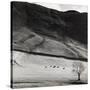 Boardale, Cumbria 1982-Fay Godwin-Stretched Canvas