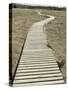 Boardwalk across a Tidal Marsh Leading to a Wooden Area at a Wildlife Sanctuary-John Nordell-Stretched Canvas