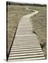 Boardwalk across a Tidal Marsh Leading to a Wooden Area at a Wildlife Sanctuary-John Nordell-Stretched Canvas