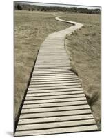 Boardwalk across a Tidal Marsh Leading to a Wooden Area at a Wildlife Sanctuary-John Nordell-Mounted Photographic Print