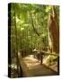 Boardwalk by Wanggoolba Creek, Fraser Island, Queensland, Australia-David Wall-Stretched Canvas