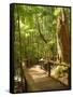 Boardwalk by Wanggoolba Creek, Fraser Island, Queensland, Australia-David Wall-Framed Stretched Canvas