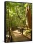 Boardwalk by Wanggoolba Creek, Fraser Island, Queensland, Australia-David Wall-Framed Stretched Canvas