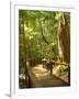 Boardwalk by Wanggoolba Creek, Fraser Island, Queensland, Australia-David Wall-Framed Premium Photographic Print