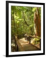 Boardwalk by Wanggoolba Creek, Fraser Island, Queensland, Australia-David Wall-Framed Premium Photographic Print