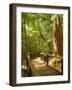 Boardwalk by Wanggoolba Creek, Fraser Island, Queensland, Australia-David Wall-Framed Photographic Print