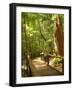 Boardwalk by Wanggoolba Creek, Fraser Island, Queensland, Australia-David Wall-Framed Photographic Print