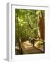 Boardwalk by Wanggoolba Creek, Fraser Island, Queensland, Australia-David Wall-Framed Photographic Print