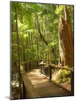 Boardwalk by Wanggoolba Creek, Fraser Island, Queensland, Australia-David Wall-Mounted Photographic Print