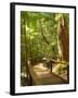 Boardwalk by Wanggoolba Creek, Fraser Island, Queensland, Australia-David Wall-Framed Photographic Print