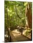 Boardwalk by Wanggoolba Creek, Fraser Island, Queensland, Australia-David Wall-Mounted Photographic Print