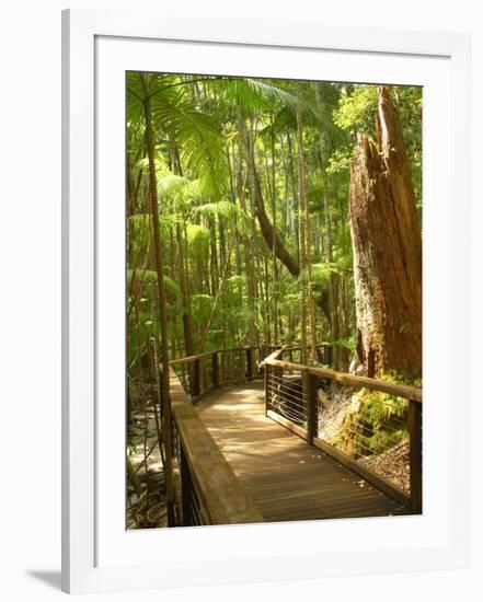 Boardwalk by Wanggoolba Creek, Fraser Island, Queensland, Australia-David Wall-Framed Photographic Print