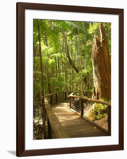 Boardwalk by Wanggoolba Creek, Fraser Island, Queensland, Australia-David Wall-Framed Photographic Print