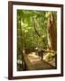 Boardwalk by Wanggoolba Creek, Fraser Island, Queensland, Australia-David Wall-Framed Photographic Print