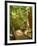 Boardwalk by Wanggoolba Creek, Fraser Island, Queensland, Australia-David Wall-Framed Photographic Print