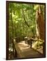 Boardwalk by Wanggoolba Creek, Fraser Island, Queensland, Australia-David Wall-Framed Photographic Print