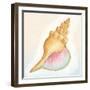 Boardwalk Conch-Elyse DeNeige-Framed Art Print