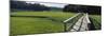 Boardwalk in a Field, Nauset Marsh, Cape Cod, Massachusetts, USA-null-Mounted Photographic Print