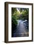 Boardwalk in Te Waikoropupu Springs Declared as Clearest Fresh Water Springs in the World-Michael Runkel-Framed Photographic Print