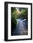 Boardwalk in Te Waikoropupu Springs Declared as Clearest Fresh Water Springs in the World-Michael Runkel-Framed Photographic Print