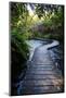 Boardwalk in Te Waikoropupu Springs Declared as Clearest Fresh Water Springs in the World-Michael Runkel-Mounted Photographic Print