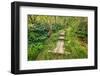 Boardwalk on the Alakai Swamp Trail, Kokee State Park, Kauai, Hawaii, USA.-Russ Bishop-Framed Photographic Print