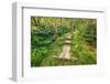 Boardwalk on the Alakai Swamp Trail, Kokee State Park, Kauai, Hawaii, USA.-Russ Bishop-Framed Photographic Print