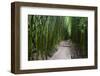 Boardwalk passing through bamboo trees, Pipiwai Trail, Hakeakala National Park, Kipahulu, Hana R...-Panoramic Images-Framed Photographic Print