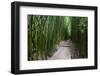 Boardwalk passing through bamboo trees, Pipiwai Trail, Hakeakala National Park, Kipahulu, Hana R...-Panoramic Images-Framed Photographic Print