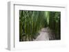 Boardwalk passing through bamboo trees, Pipiwai Trail, Hakeakala National Park, Kipahulu, Hana R...-Panoramic Images-Framed Photographic Print