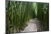 Boardwalk passing through bamboo trees, Pipiwai Trail, Hakeakala National Park, Kipahulu, Hana R...-Panoramic Images-Mounted Photographic Print