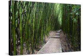 Boardwalk passing through bamboo trees, Pipiwai Trail, Hakeakala National Park, Kipahulu, Hana R...-Panoramic Images-Stretched Canvas