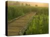 Boardwalk through cattails in fog, Huntley Meadows, Fairfax, Virginia, USA-Corey Hilz-Stretched Canvas