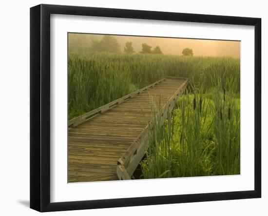 Boardwalk through cattails in fog, Huntley Meadows, Fairfax, Virginia, USA-Corey Hilz-Framed Photographic Print