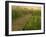 Boardwalk through cattails in fog, Huntley Meadows, Fairfax, Virginia, USA-Corey Hilz-Framed Photographic Print