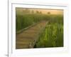 Boardwalk through cattails in fog, Huntley Meadows, Fairfax, Virginia, USA-Corey Hilz-Framed Photographic Print