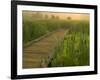 Boardwalk through cattails in fog, Huntley Meadows, Fairfax, Virginia, USA-Corey Hilz-Framed Photographic Print