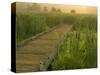 Boardwalk through cattails in fog, Huntley Meadows, Fairfax, Virginia, USA-Corey Hilz-Stretched Canvas