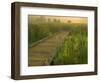 Boardwalk through cattails in fog, Huntley Meadows, Fairfax, Virginia, USA-Corey Hilz-Framed Photographic Print