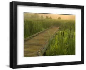 Boardwalk through cattails in fog, Huntley Meadows, Fairfax, Virginia, USA-Corey Hilz-Framed Photographic Print