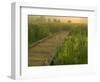 Boardwalk through cattails in fog, Huntley Meadows, Fairfax, Virginia, USA-Corey Hilz-Framed Photographic Print